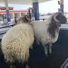 خرفان جذعات