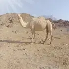 انياق متالي