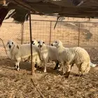 طليان حريات ومصلخ بلموقع