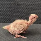 فروخ كروان ( تم البيع)