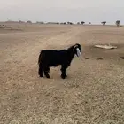 تيس عليه شروط