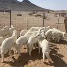 خرفان