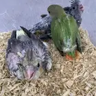 فروخ روز و كروان