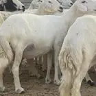 4حريات دفيع قريب تولد