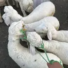 غنم للبيع