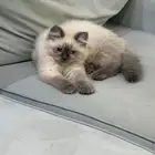 قطه