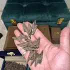 عود تايقر فيتنامي نكهة كمبوديه ريسين بيور فخم عرض للمساجد