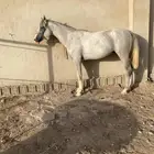 حصان شعبي راهي وحار