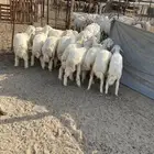 الشميسي البوابه