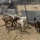 عرس للبيع