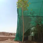 شجرة الفيكس الامريكي