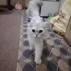 بسه للبيع