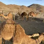 حشو وبكره