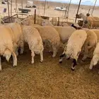 حري للبيع ذبايح ضيوف ذبائح ثلاجه توصيل