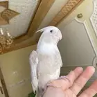 فرخ كروان كوكتيل اليف وهدد نشبه