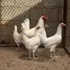 دجاج