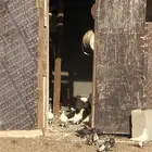 دجاج وحمام وزغاليل وبط