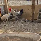 ديوك للبيع الموقع الوجه