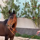 حصان واهو خط سرعة
