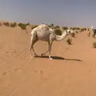 قعود طيب على حليب