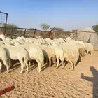 غنم مراح طيبه