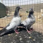 طبات تيديات تم البيع