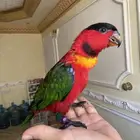 فرخ لوري بلاك كاب يلو بايد اليف وهدد