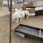 الشميسي البوابه
