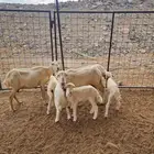 3 شياة رفيدية تحتها 4 للبيع