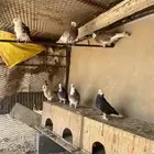 حمام قطايف