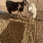 للبيع معزا وحده معه سنون وحده مامعه