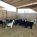 معزا عوارض متابيع
