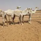 قعدان