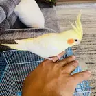 كروان اليف بلجرشي