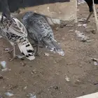 بيض رومي أمهات أحجام كبيره وألوان فواتح