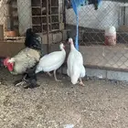 دجاج برهما بشاير وديكه حبش