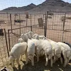 خرفان