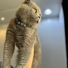 للتزاوج ذكر سكوتش دبل فولد بلو يوجد تقسيط تابي