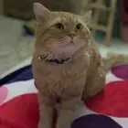 ذكر شيرازي طالب تزاوج