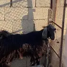 تيس مخصي
