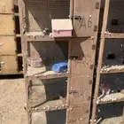 محاكر حمام