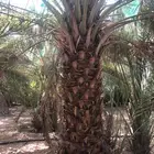 اعمال النخيل زراعه وصيانة