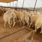 ذبايح حري طليان حري رخال حري جدة طريق بريمان بجوار المخيمات