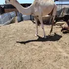 بكره سلاله طيبه