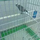 طائر