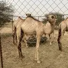 قعدان اربعه بحاله ممتازه