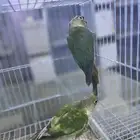 جوز كنيور مميز