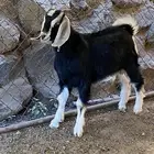 مشاريع فحول