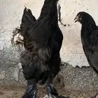 طقم براهما اسود( تم البيع )