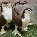 حمام شيرازي لاهوري